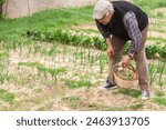 Older man gathers onions in one of his daily routines of tending his vegetable garden. Concept of agriculture and retired life. 