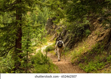 Older Man Hiking In The Woods In Colorado