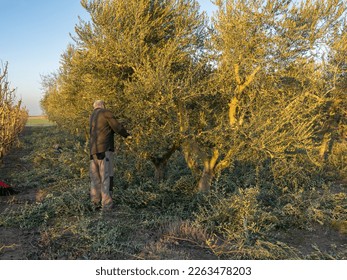 Older man pruning an olive tree plantation with electric scissors at sunset. Agriculture concept. - Powered by Shutterstock