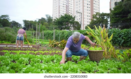 Older Man At Urban Farm Picking Organic Lettuces. Senior Person At City Local Agriculture