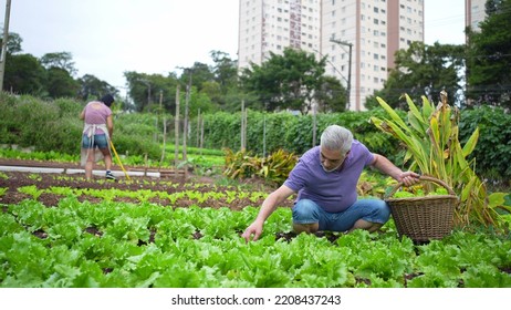 Older Man At Urban Farm Picking Organic Lettuces. Senior Person At City Local Agriculture