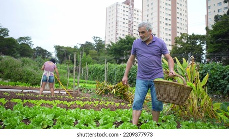 Older Man At Urban Farm Picking Organic Lettuces. Senior Person At City Local Agriculture