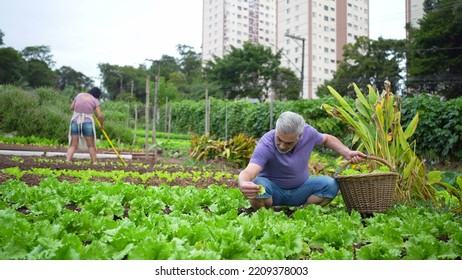 Older Man At Urban Farm Picking Organic Lettuces. Senior Person At City Local Agriculture