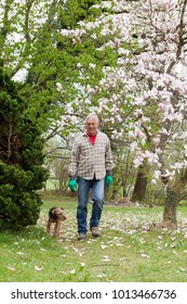 Older Man Walking His Dog