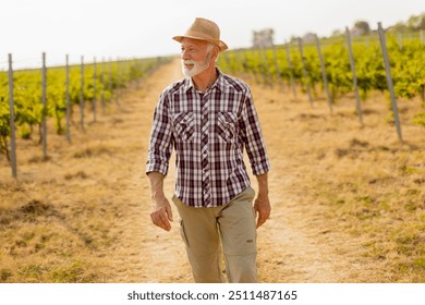 Older man walks leisurely along a dusty path flanked by lush vineyard rows, basking in the warm glow of late afternoon sunlight amidst grapevines - Powered by Shutterstock