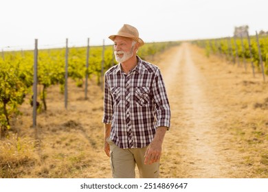 Older man walks leisurely along a dusty path flanked by lush vineyard rows, basking in the warm glow of late afternoon sunlight amidst grapevines - Powered by Shutterstock