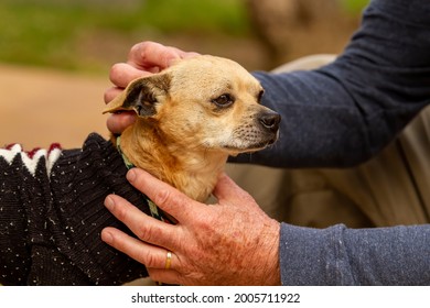 Older mixed Chihuahua Terrier dog in the arms of a trainer and caretaker at a dog resue facility - Powered by Shutterstock