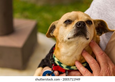 Older mixed Chihuahua Terrier dog in the arms of a trainer and caretaker at a dog resue facility - Powered by Shutterstock