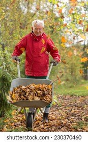 Older Strong Man Carrying Raked Leaves On Wheelbarrow