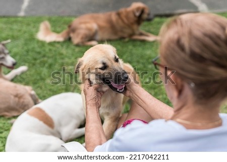 An older woman gives attention to a cute hyperactive dog while sitting down at the yard. Other dogs are seen relaxing in the grass.