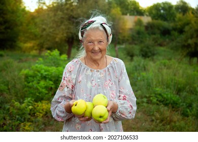 Older Woman Hand Holding Garden Apples Sunlight. Blurry Countryside Landscape In Background. Age, Healthy Eating, Food, Diet And People Concept - Close Up Of Happy Smiling Senior Woman With Green A