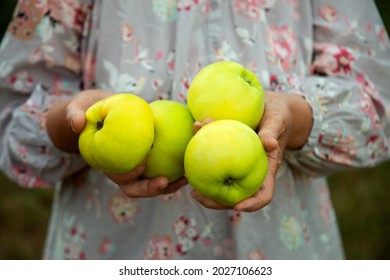 Older Woman Hand Holding Garden Apples Sunlight. Blurry Countryside Landscape In Background. Age, Healthy Eating, Food, Diet And People Concept - Close Up Of Happy Smiling Senior Woman With Green A