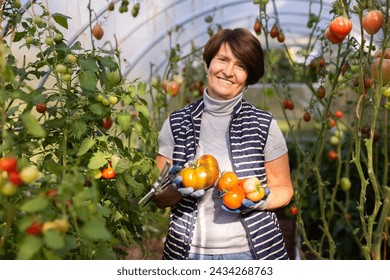 Older woman happily harvesting tomatoes in greenhouse - Powered by Shutterstock