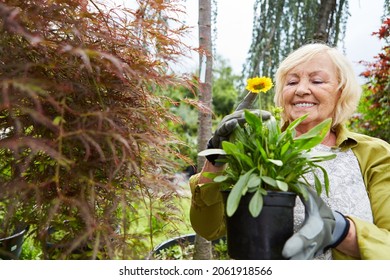 Older Woman As A Proud Gardener With A New Cultivation Of Flowers In The Nursery