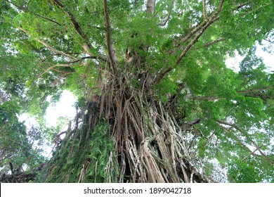 The Oldest Balete Tree In Baler Aurora