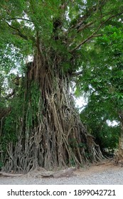 The Oldest Balete Tree In Baler Aurora