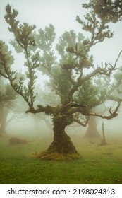 Oldest Laurel Forest In Madeira