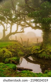Oldest Laurel Forest In Madeira