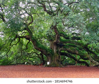 The oldest oak tree in North Carolina