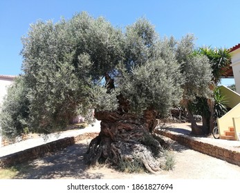 The Oldest Olive Tree, Best