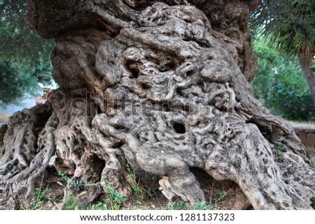 Oldest olive tree in Greece - Vouves Tree in Crete island. One of oldest olive trees in the world.
