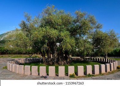 Oldest Olive Tree In Montenegro