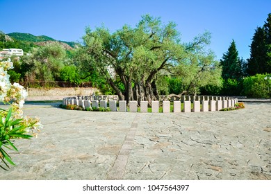 The Oldest Olive Tree On Balkans In Stari Bar, Montenegro