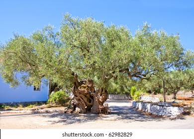 The Oldest Olive Tree On A Greek Island - 1800 Years Old