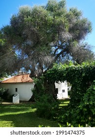 The Oldest Olive Tree In Portugal