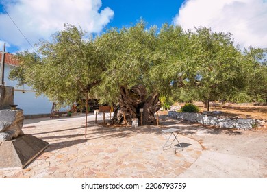 The Oldest Olive Tree In Zakynthos Island. 2000 Years Old Tree