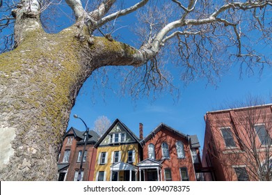 Oldest Sycamore Tree in Buffalo New York