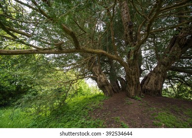 Oldest Yew Tree