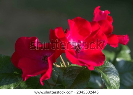 Old-fashioned, romantic flowers, spray red rose in the garden