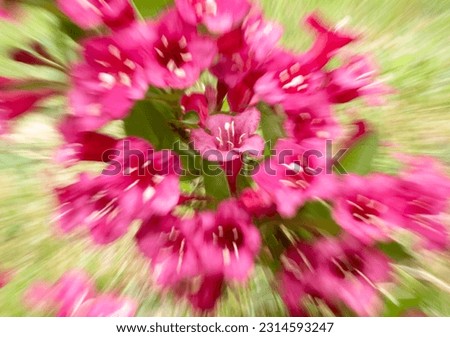 Oldfashioned weigela, krzewuszka, zoom effect, close up on petals