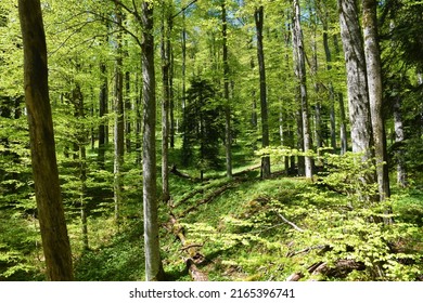 Old-growth beech (Fagus sylvatica) temperate, deciduous, broadleaf forest - Shutterstock ID 2165396741