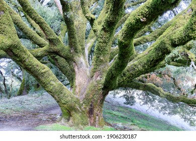 Old-growth Canyon Live Oak At Russian Ridge Preserve, San Mateo County, California, USA.