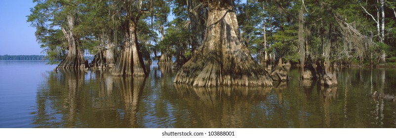 Old-growth cypresses at Lake Fausse Pointe State Park, Louisiana