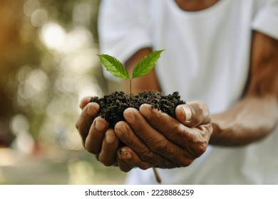 Oldman hands grabbing earth with a plant.The concept of farming and business growth.