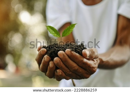 Oldman hands grabbing earth with a plant.The concept of farming and business growth.
