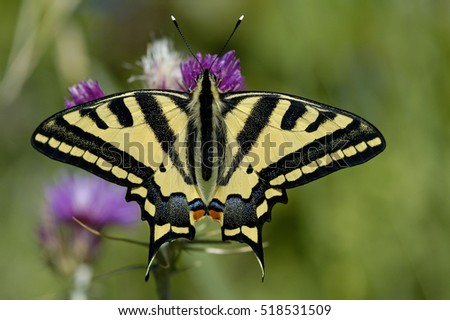 Oldworld Swallowtail (Papilio machaon) butterfly on a purple flower