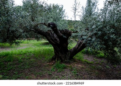 Olea europaea (Common Olive) is a slow-growing, evergreen tree - Shutterstock ID 2216384969