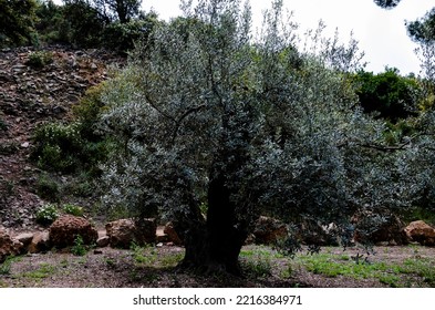 Olea europaea (Common Olive) is a slow-growing, evergreen tree - Shutterstock ID 2216384971