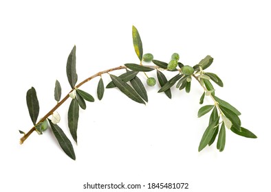 Olea europaea in front of white background - Shutterstock ID 1845481072
