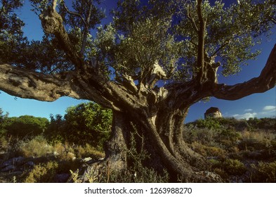 Olea Europaea / Olive Tree