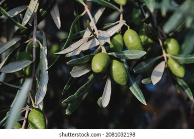 Olea europaea olive tree green immature fruits close up - Shutterstock ID 2081032198