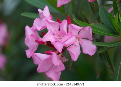 Oleander Bush With Pink Flowers, Close Up