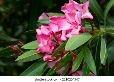 Oleander Bush With Pink Flowers, Close Up