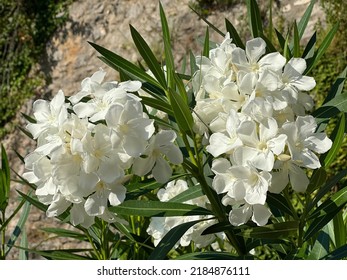 Oleander Bush White Flowers In The Garden.