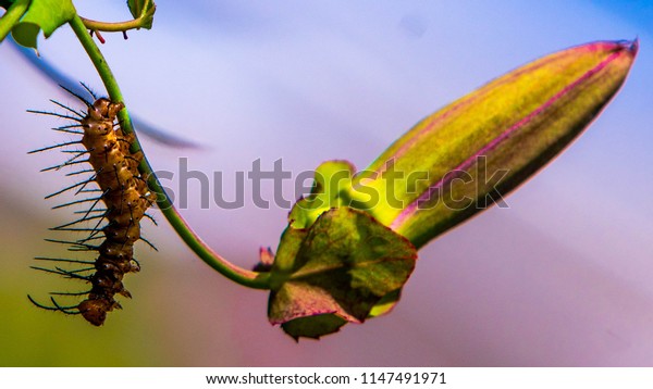 Oleander Caterpillar Syntomeida Epilais Walker Bright Stock Photo