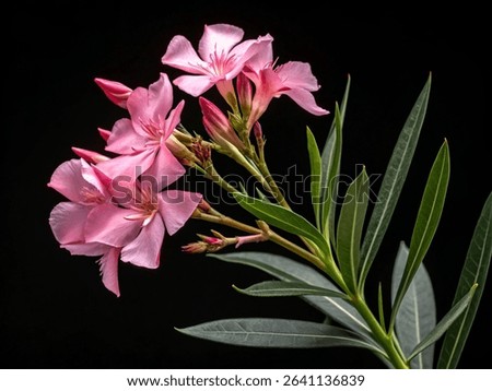 oleander flower isolated on black background